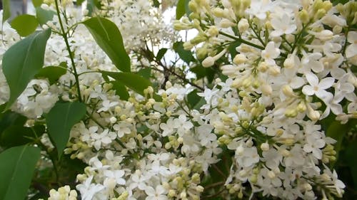 White Lilac Flowers Blooming In The Garden