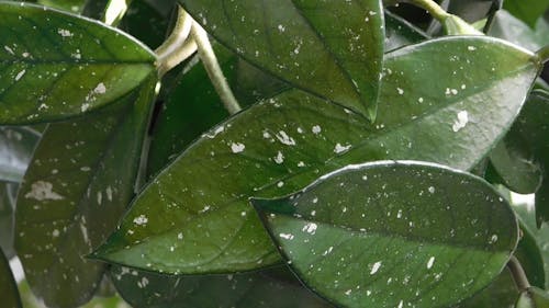 Powder Mildew On The Leaves Of A Plant