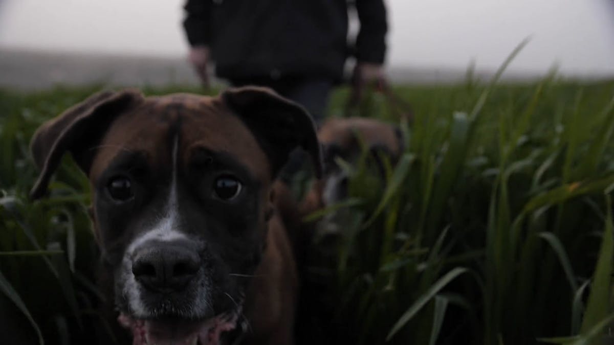 Boxers Wallpapers Videos, Download The BEST Free 4k Stock Video Footage