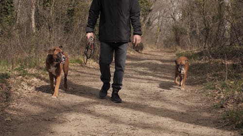 A Man Walking His Dogs In The Forest