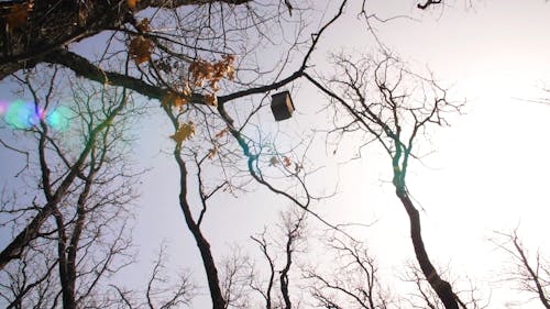 A Bird House Hanging On A Tree Branch