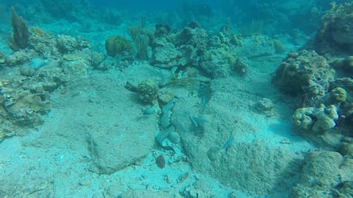 A Moray Eel Swimming Through Rocks Under The Seafloor