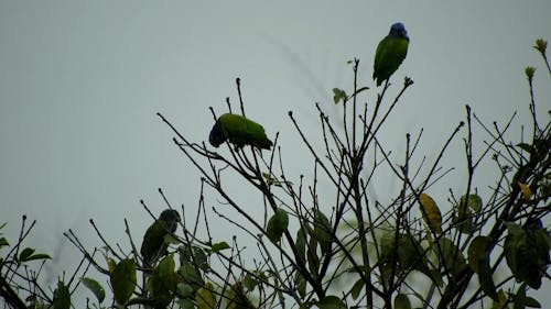 Blue Headed Birds Perched On A Plant Stems