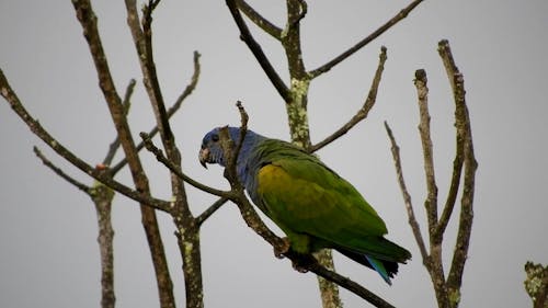 A Blue Headed Pionus Perched On A Stem