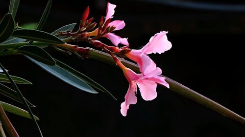 A Flower Bearing Plant In Its Blooming Season