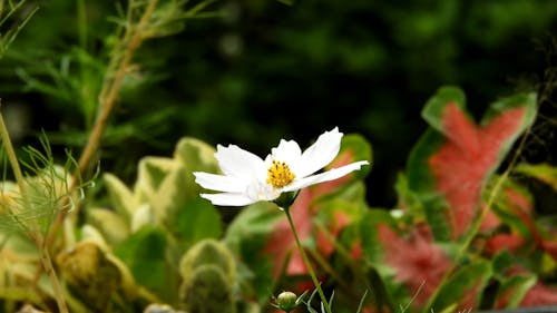 A Flowering Plant Dancing By The Wind Blows