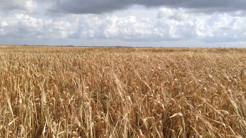 A View of a Dried Corn Field