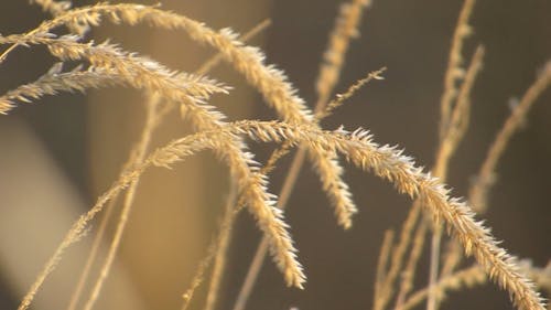 Seed Heads Of A Wild Grass