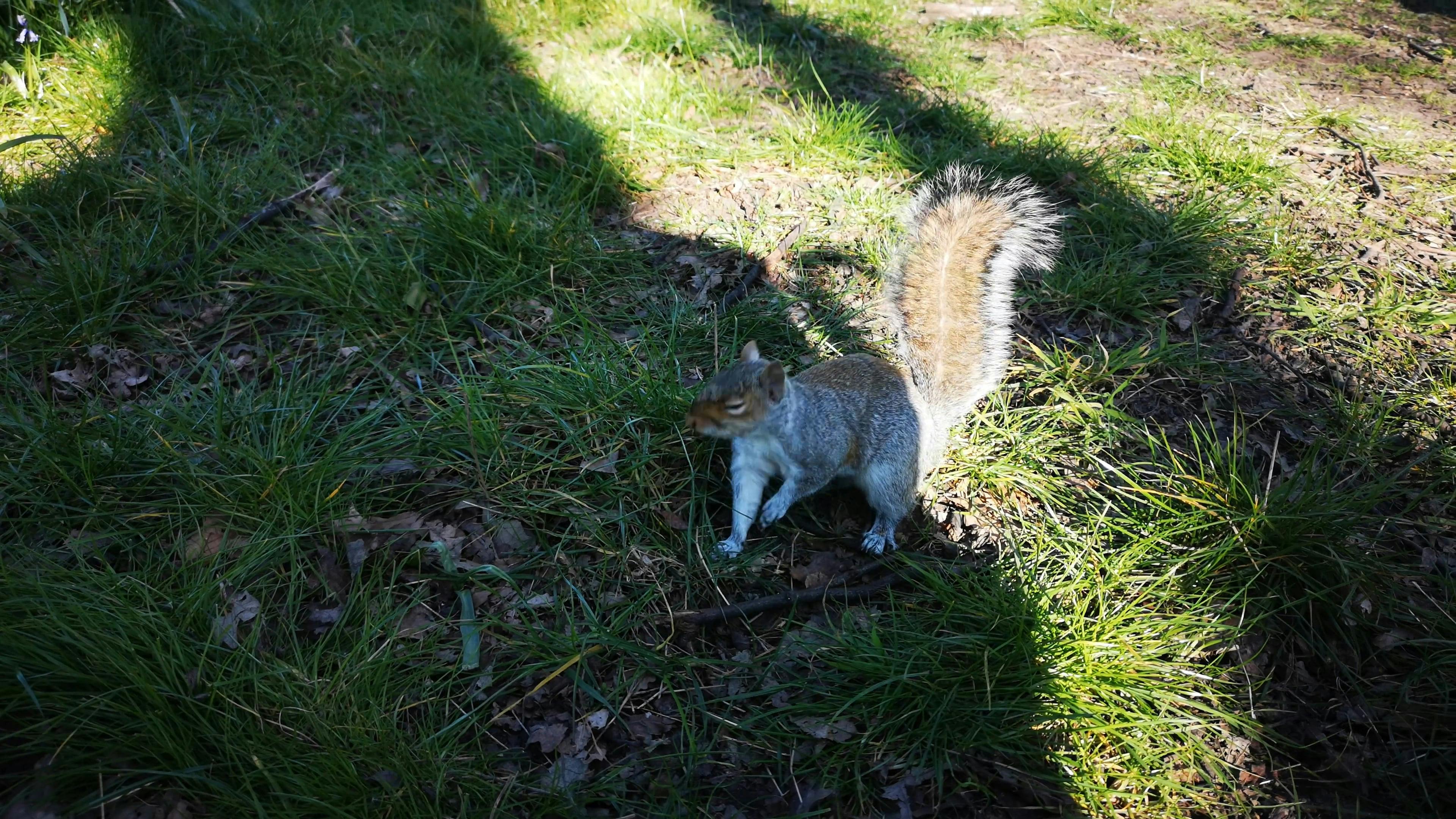 A Squirrel in the Park Running Around · Free Stock Video