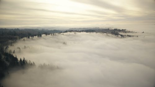 A Drone Shot of Tree Lines from Above the Clouds