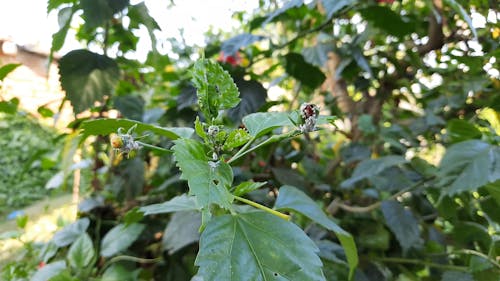 Black Ant Crawling On Green Plant With Flower Bud 