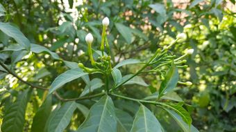 栀子花免费下载高清视频视频素材视频素材