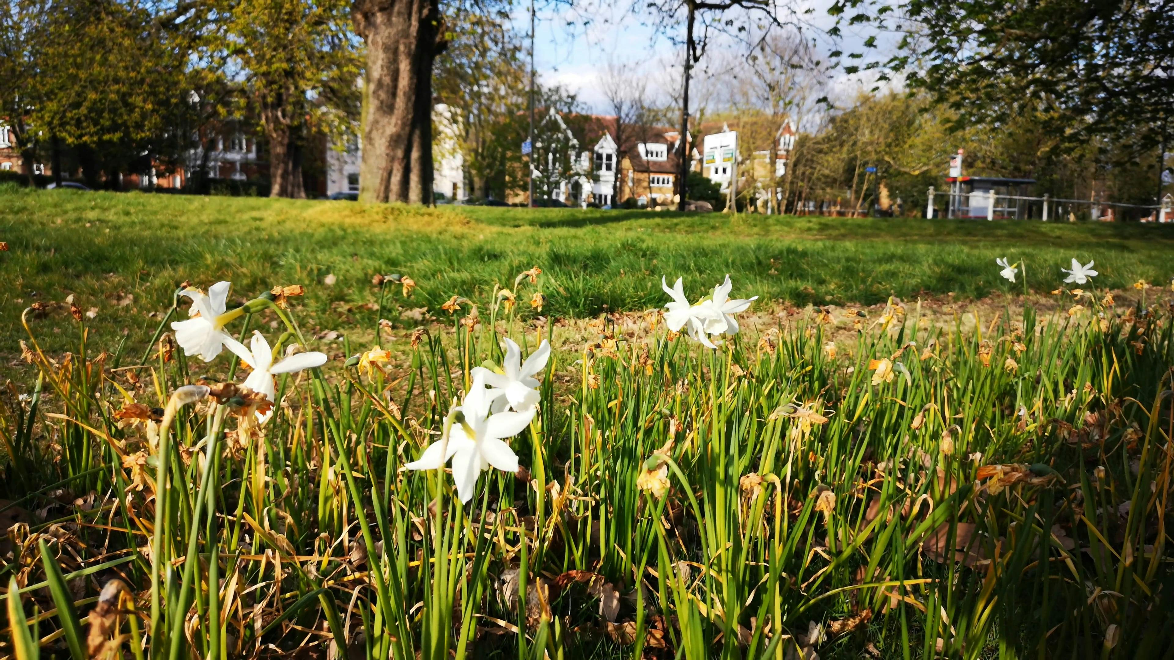 Flower Bearing Plants Growing In The Park · Free Stock Video