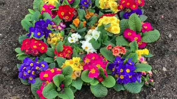 A Colorful Flower Bearing Plans On Top Of A Grave · Free Stock Video