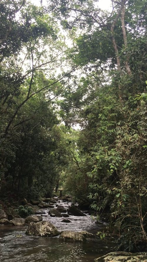 A Flowing Rocky River in the Forest