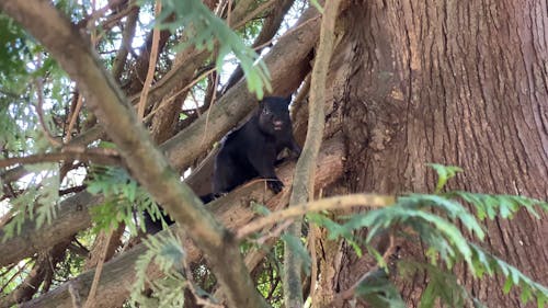 A Black Squirrel Jumping On A Tree Branches