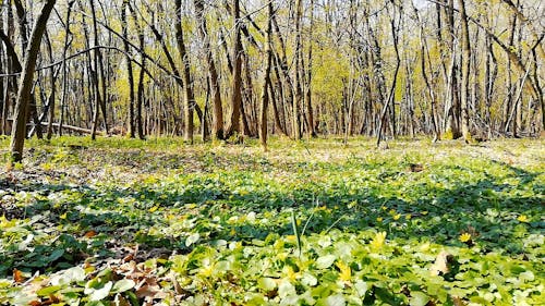 Trees In The Woods And Wildflowers At Daytime