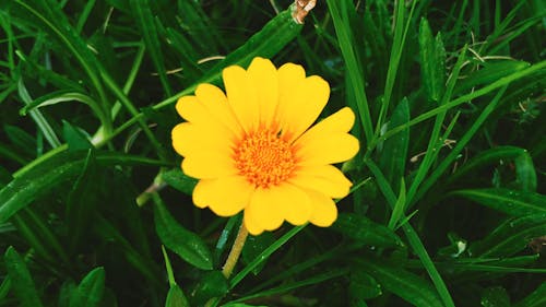 A Single Yellow Flower In Full Bloom