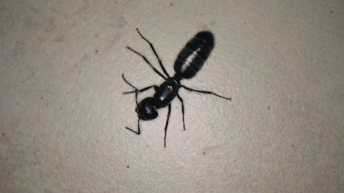 A Carpenter Ant Crawling IN Circles Over A White Surface