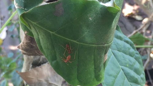 Weaver Ants On Green Leaf