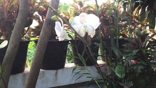 Orchid Plant With White Flowers