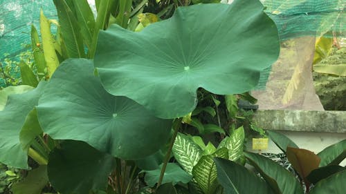 Variety Of Outdoor Green Plants 