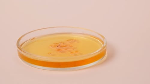 Close-up Footage Of A Specimen On A Petri Dish