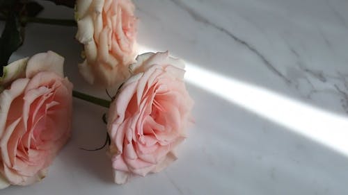 Pink Roses on a White Surface