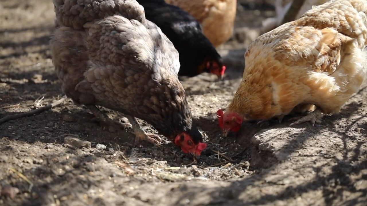 Chickens Eating on the Ground · Free Stock Video