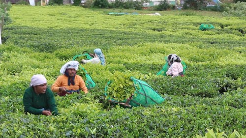 Farmers Harvesting In A Farm Field