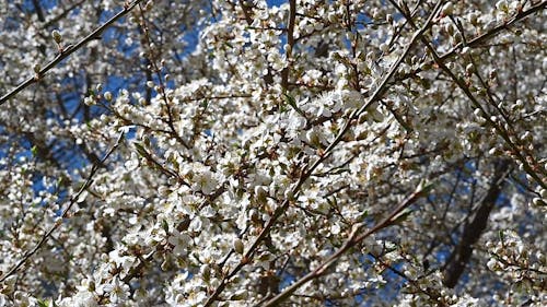 Cherry Blossom Tree Close-up Shot