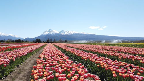 Field Of Flowers Under A Blue Sky