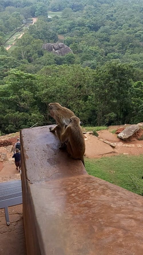 Two Brown Monkeys Against Nature Background