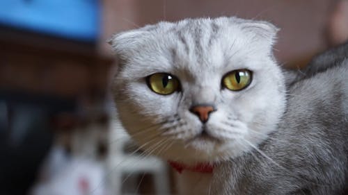 Close Up Footage Of A Scottish Fold Cat's Face