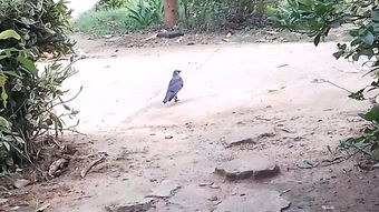 gaigekf免费下载高清视频视频素材