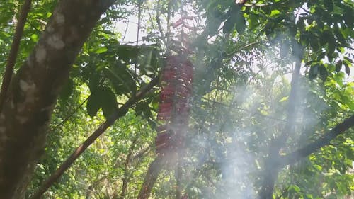 Lighted Firecrackers Exploding While Hanging on Tree Branch