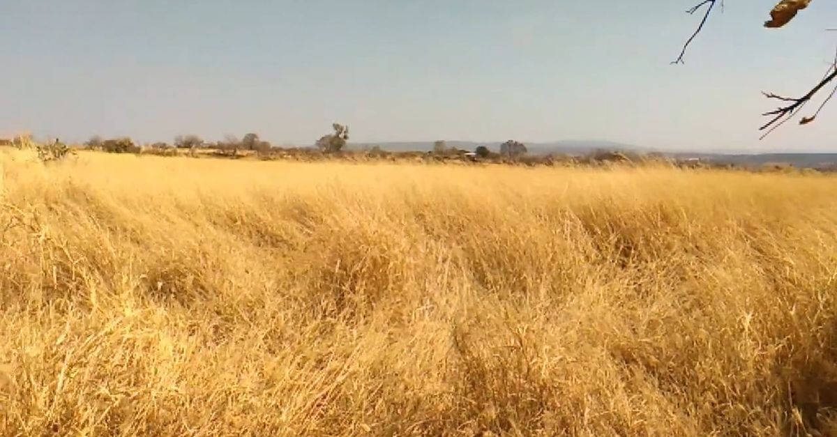 Video Of A Dried Grass Field Free Stock Video video-of-a-dried-grass-field-free-stock-video