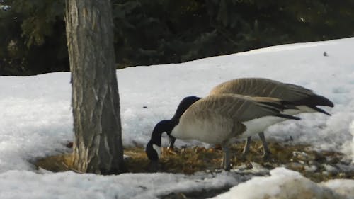 Wild Geese Hunting Food On Dead Grass
