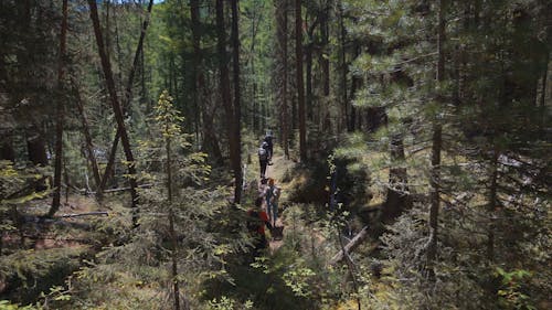 People Walking in the Middle of the Forest