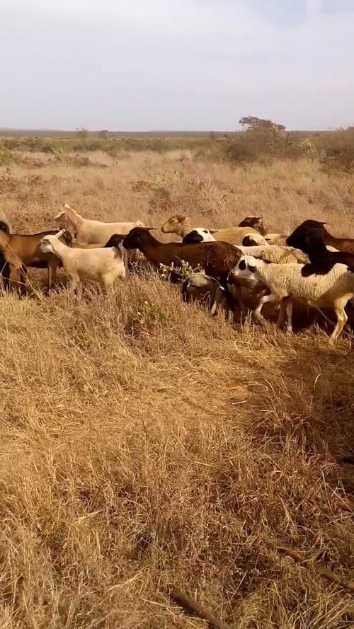 Dogs Controlling The Movement Of A A Flock Of Sheep