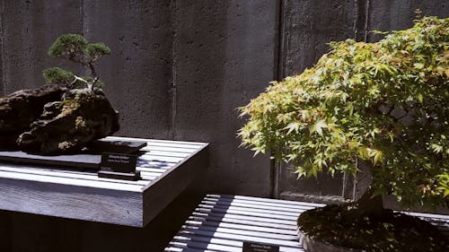 A Video of a Bonsai Collection