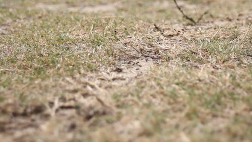 Ants Crawling on a Grass Land