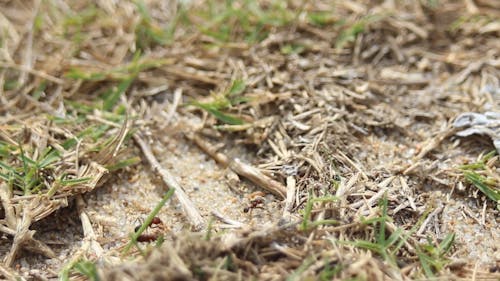 Ants Crawling on a Grass Land