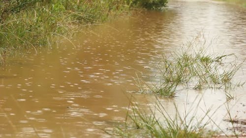 Rain Falling On Body Of Water