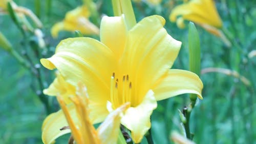 Blooming Yellow Bell Flowers 