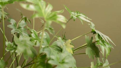 Close-up Footage Of An Indoor Plants