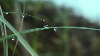 节气白露高清视频视频素材视频素材