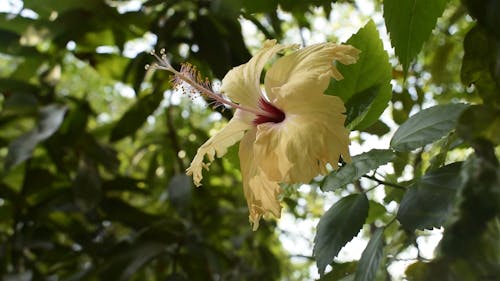 Video Of Yellow Hibiscus Flower, 
