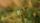 grasshopper