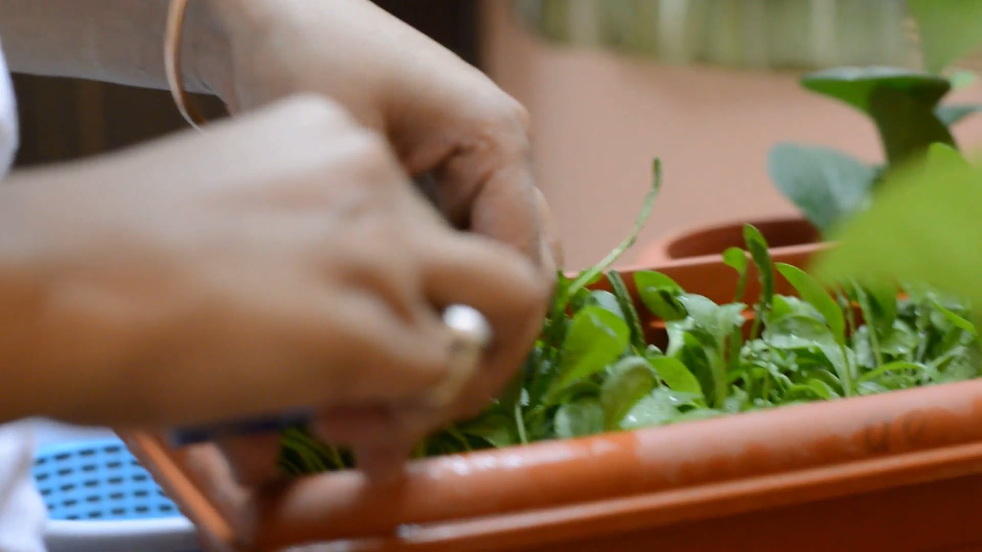 Detailed Sprouts Videos, Download The BEST Free 4k Stock Video Footage ...